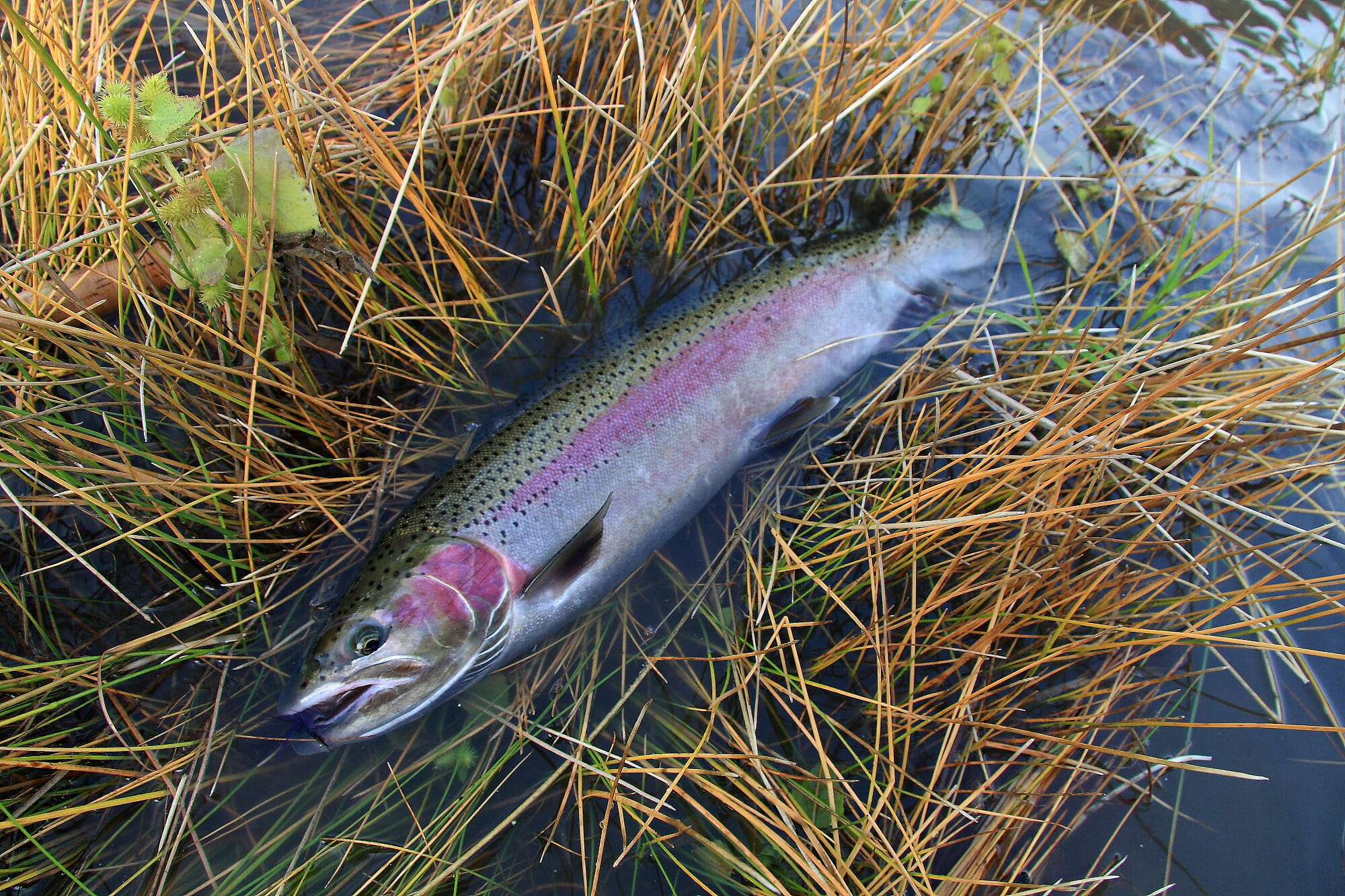 Summer Versus Winter Steelhead - Trout Unlimited