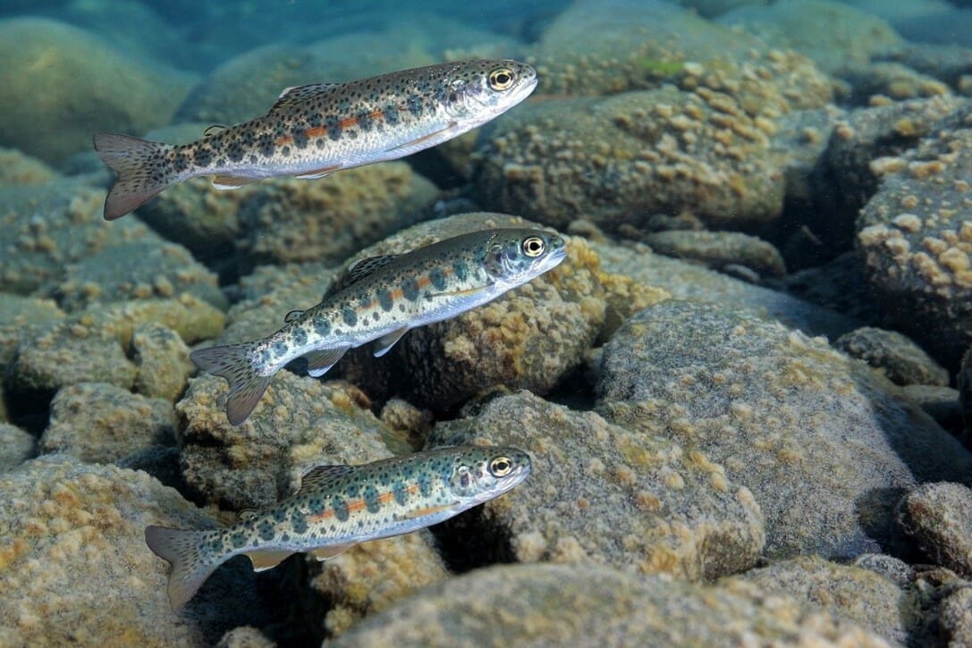 Juvenile steelhead trout in a [IMAGE]