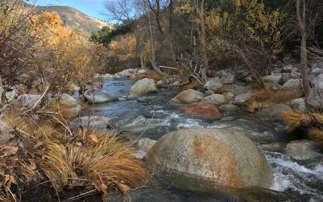 Voices from the River: Now I begin