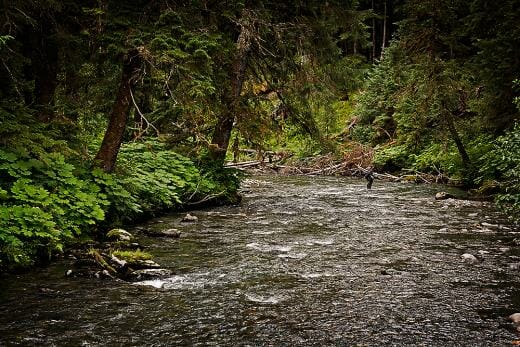 An angler fishes for salmon in the Tongass National Forest, Alaska.