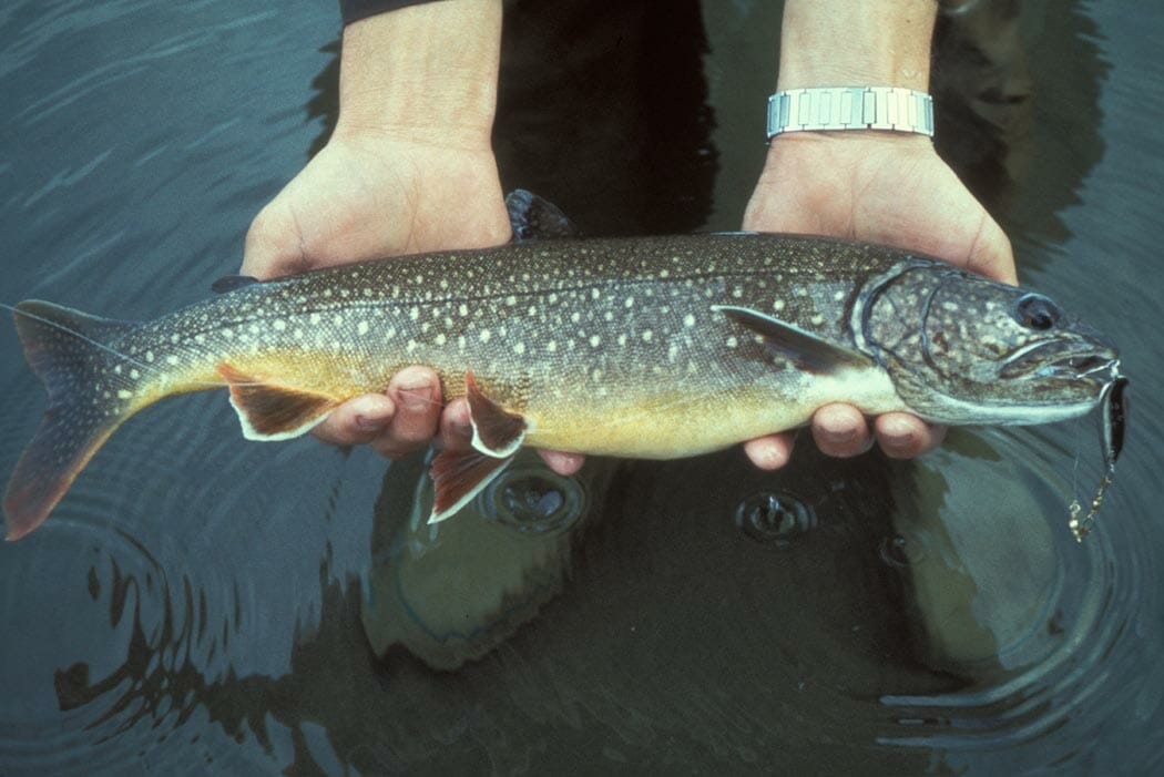 The Fish Of Lake Superior