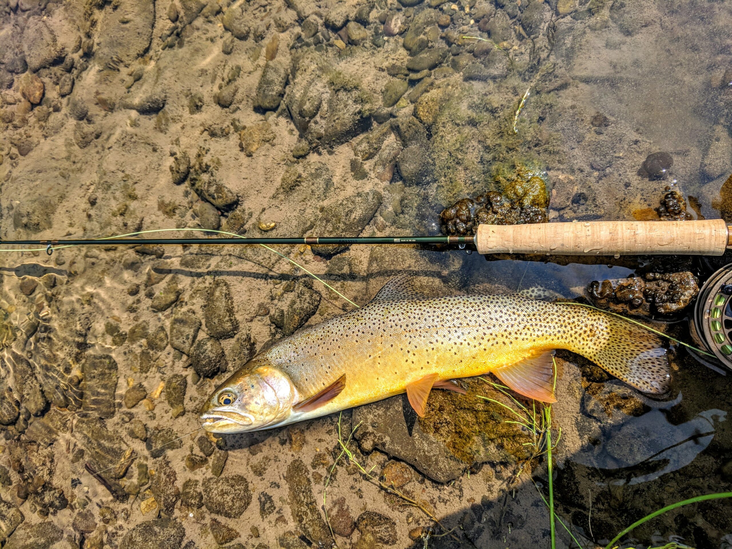 Gear Test: The Sage DART - Trout Unlimited