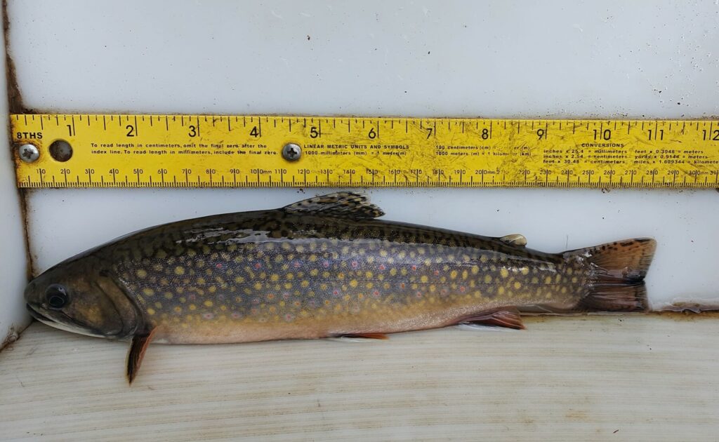 Pennsylvania formally designates 109 more wild trout streams Trout