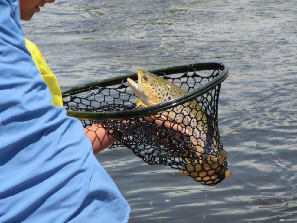 To Net Or Not To Net  That Is The Question - Trout Unlimited