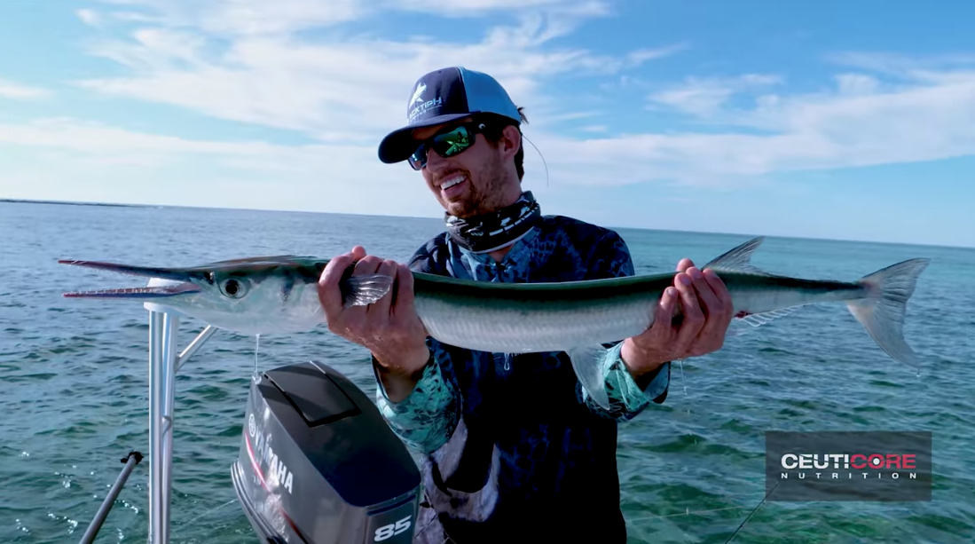 giant needlefish