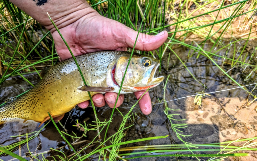 Trout Tips: Walk, spot, stalk… and then cast