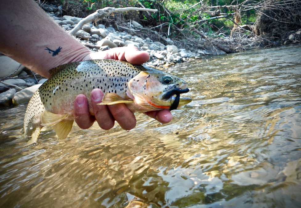 Trout Tips: How the fly looks to fish