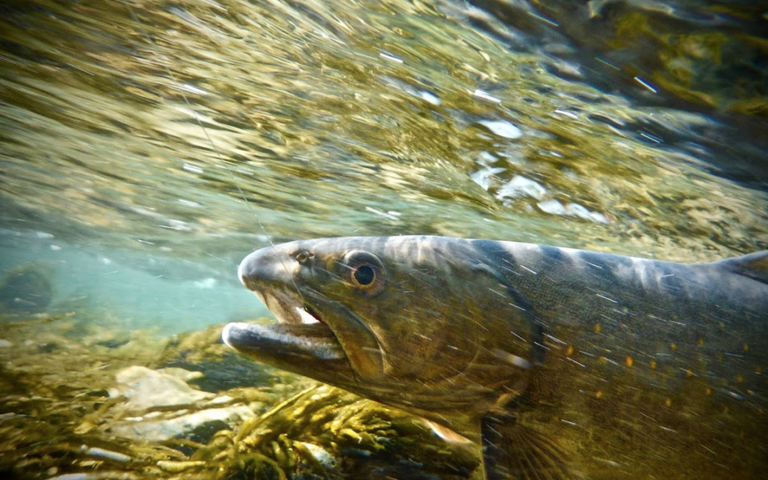 Trout Tips: For streamers, sometimes bigger isn’t better