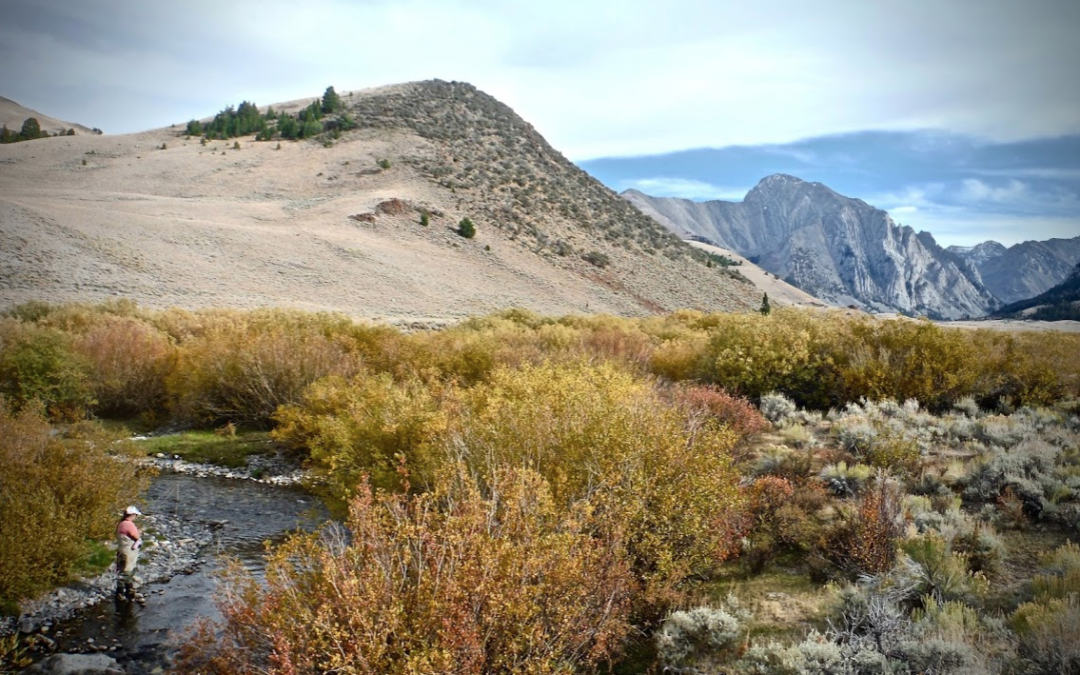 Trout Tips: Up or down? Dry or wet?