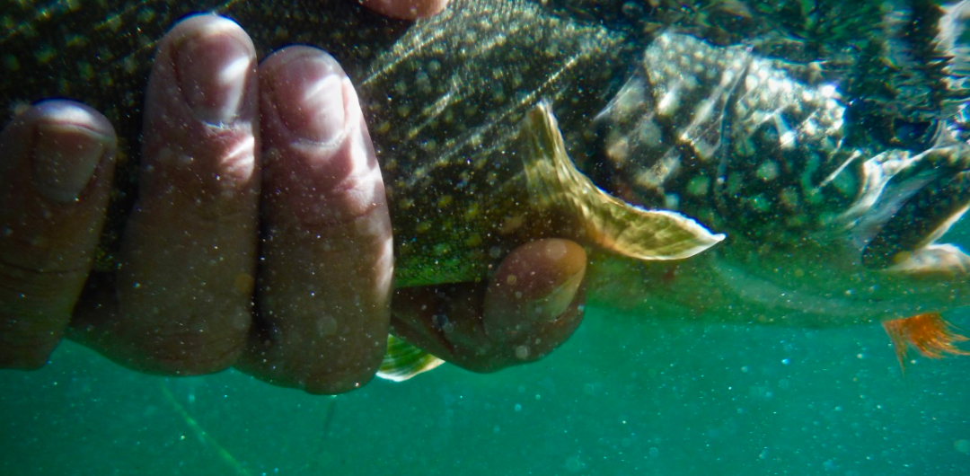 Trout Tips: Now is the time for lake trout