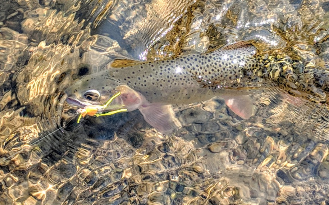 Trout Tips: Give terrestrials some life
