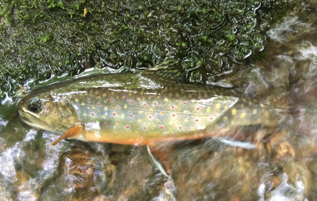 mtbrooktrout-1024x648.jpg