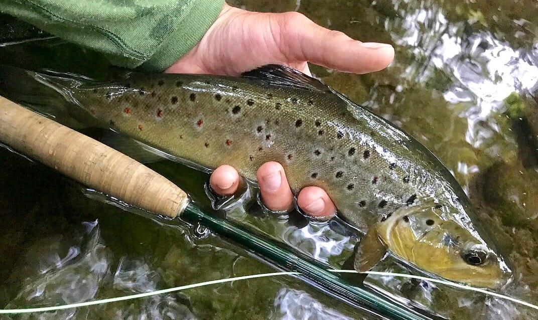 Penns Creek Pa Hatch Chart