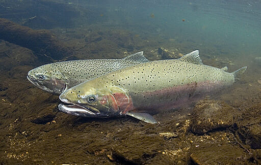 TU Statement On New Recovery Plans For Snake River Salmon, Steelhead -  Trout Unlimited
