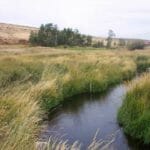 Nevada Spring Creek