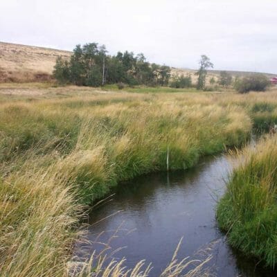 Nevada Spring Creek