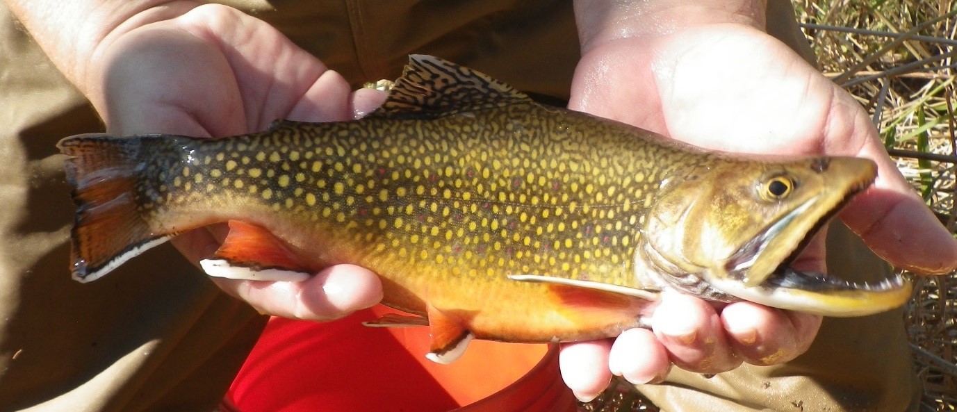 Male Brook Trout from a Driftless Area stream