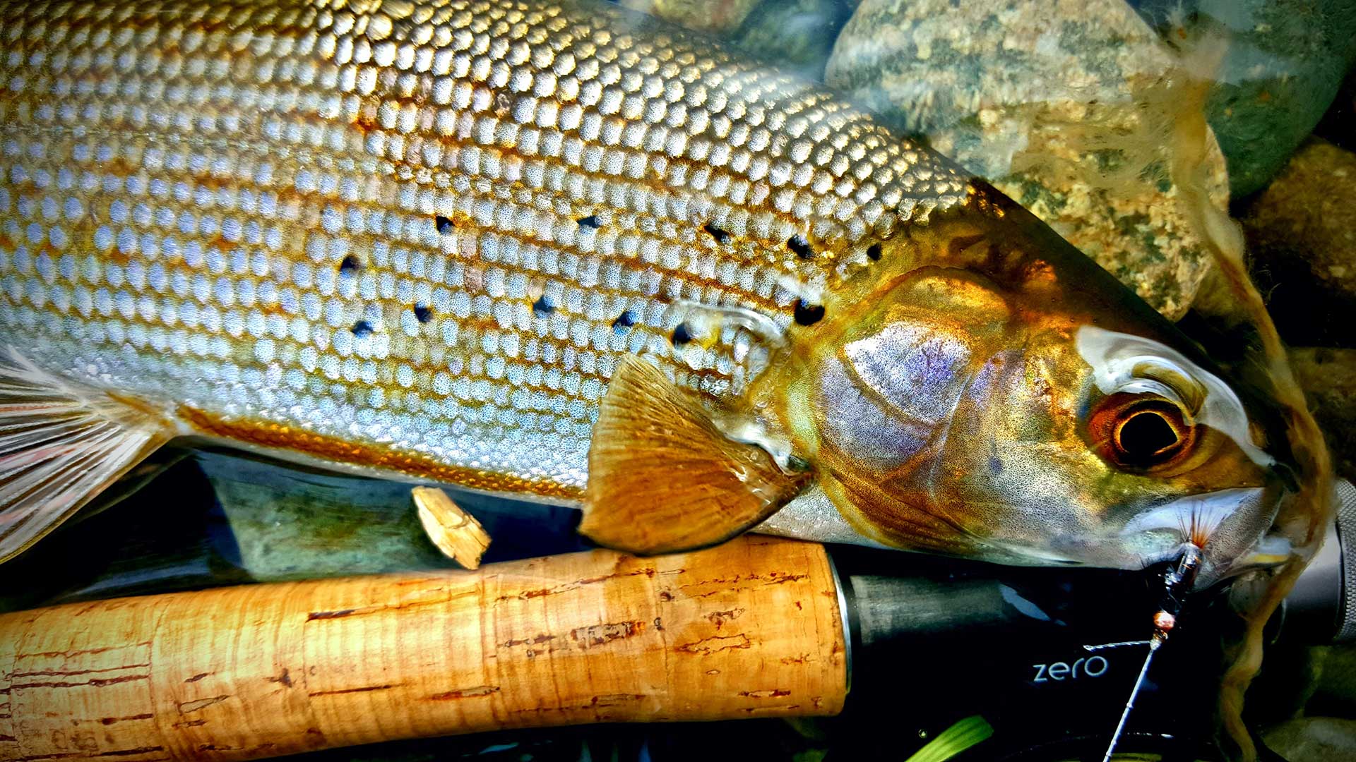 Salmon are amazing