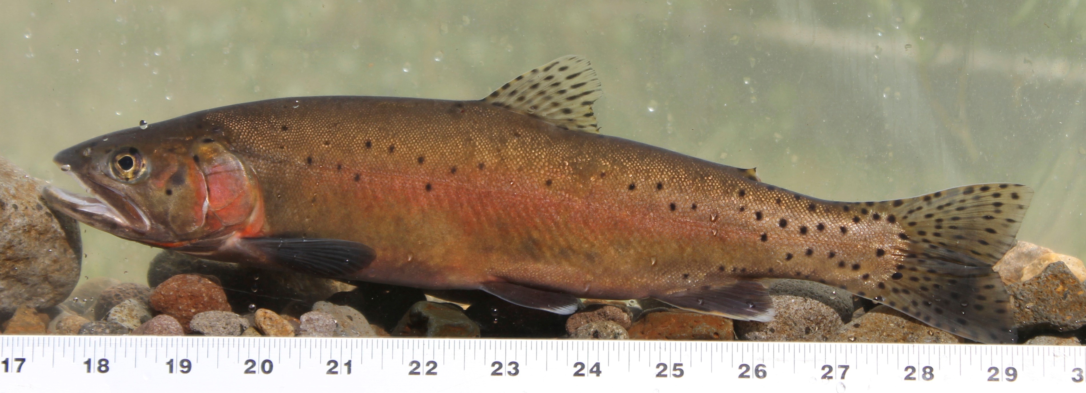 Lahontan cutthroat trout