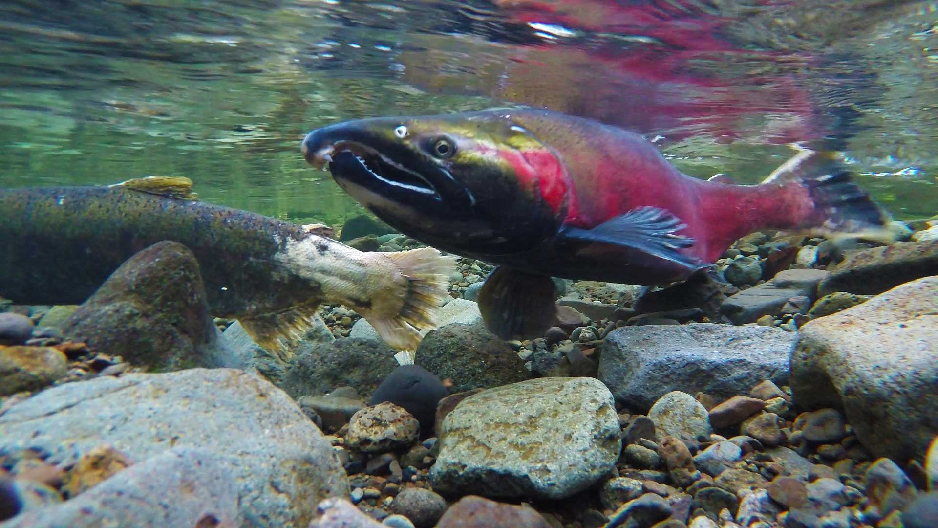 Salmon are amazing