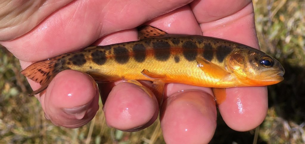 California Proposes Changes To Inland Trout Angling Regulations - Trout