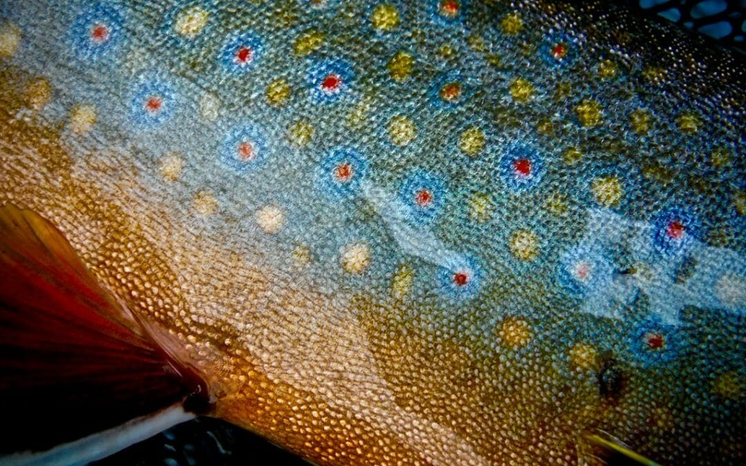 Overlooked brookies of Ontario