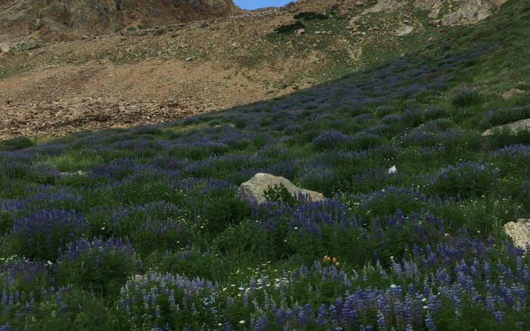 TU supports the Public Land Renewable Energy Development Act