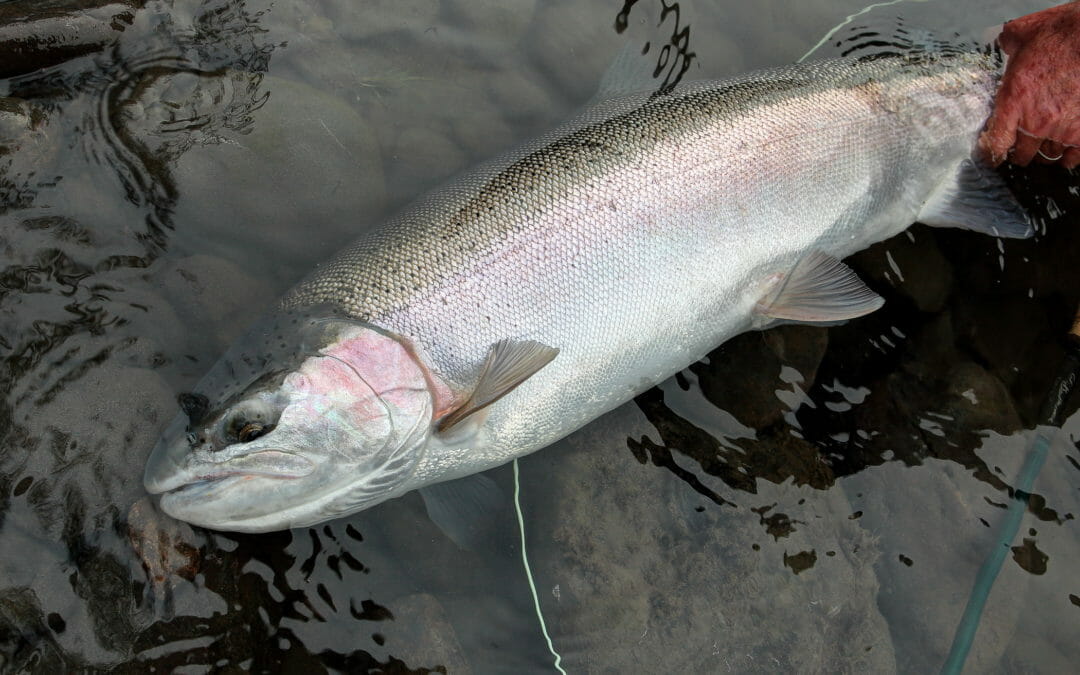 Columbia and Snake steelhead return predictions slightly better