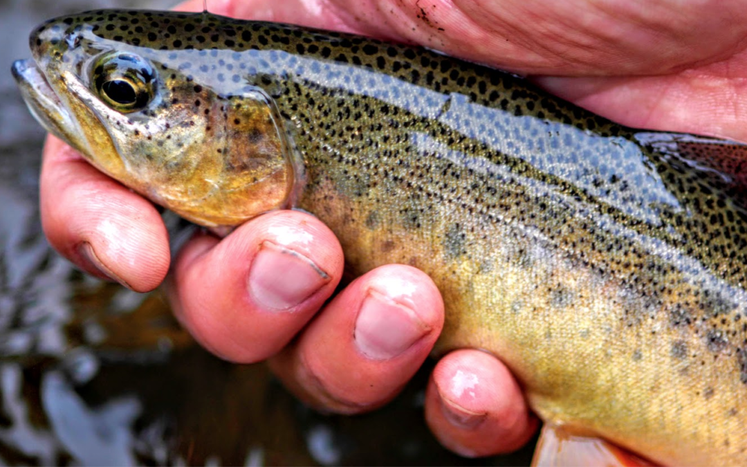 Why is it important that we recover southwestern trout?