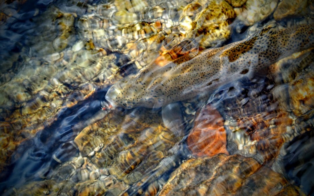 ‘Catching Yellowstone’s Wild Trout’