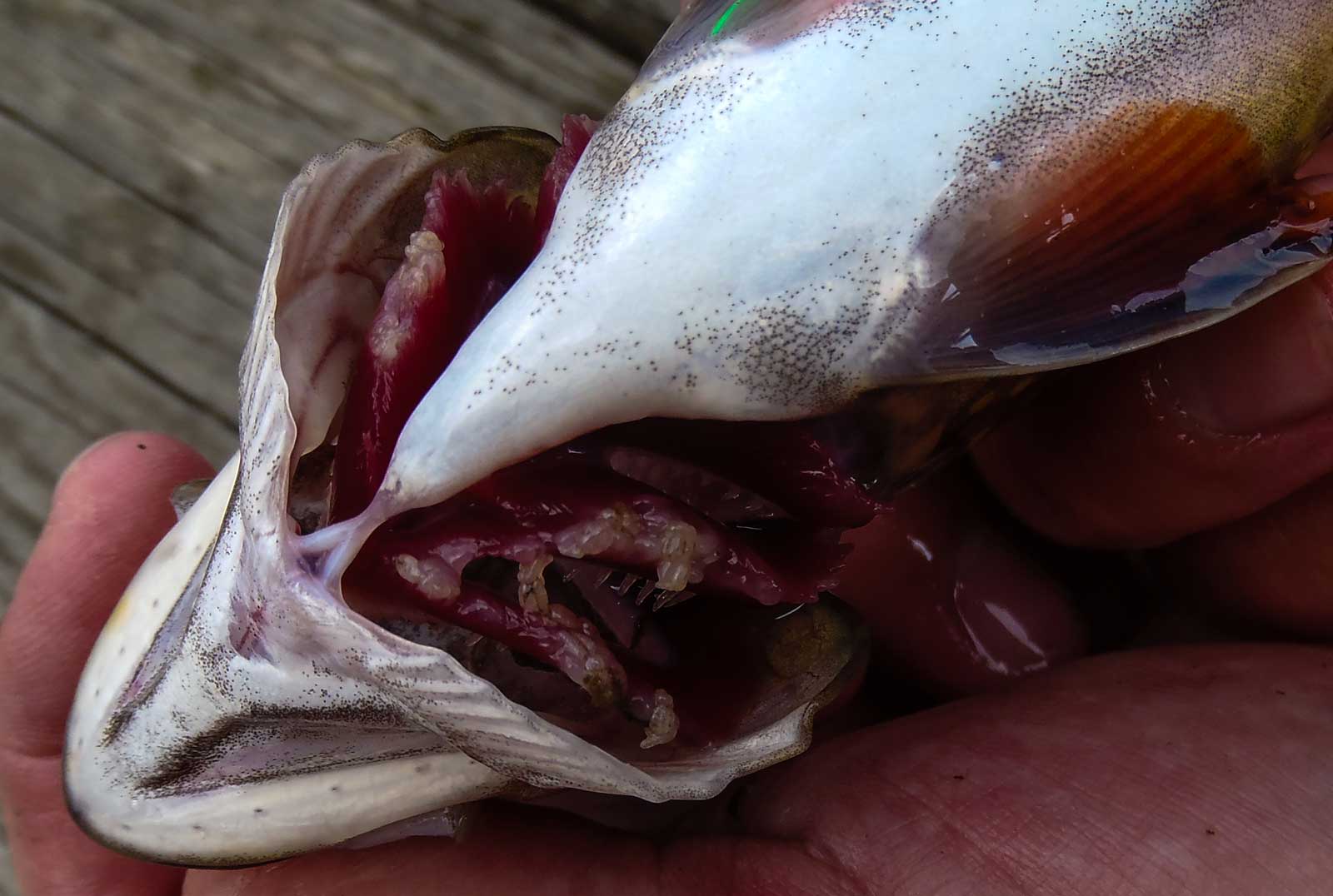 Parasites In Brook Trout On The Rise - Trout Unlimited