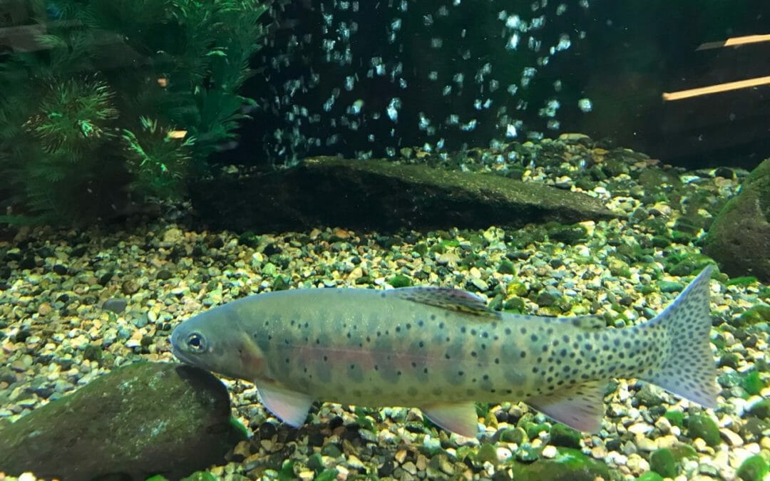 Native trout matter in New Mexico