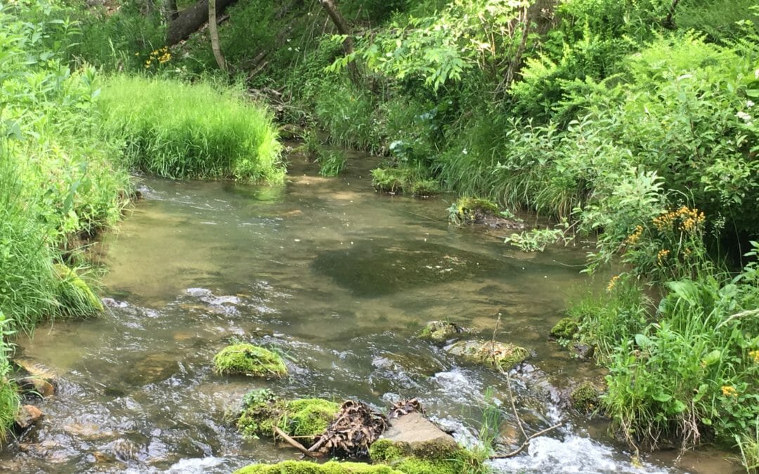 Recovering the natural wealth of our rivers