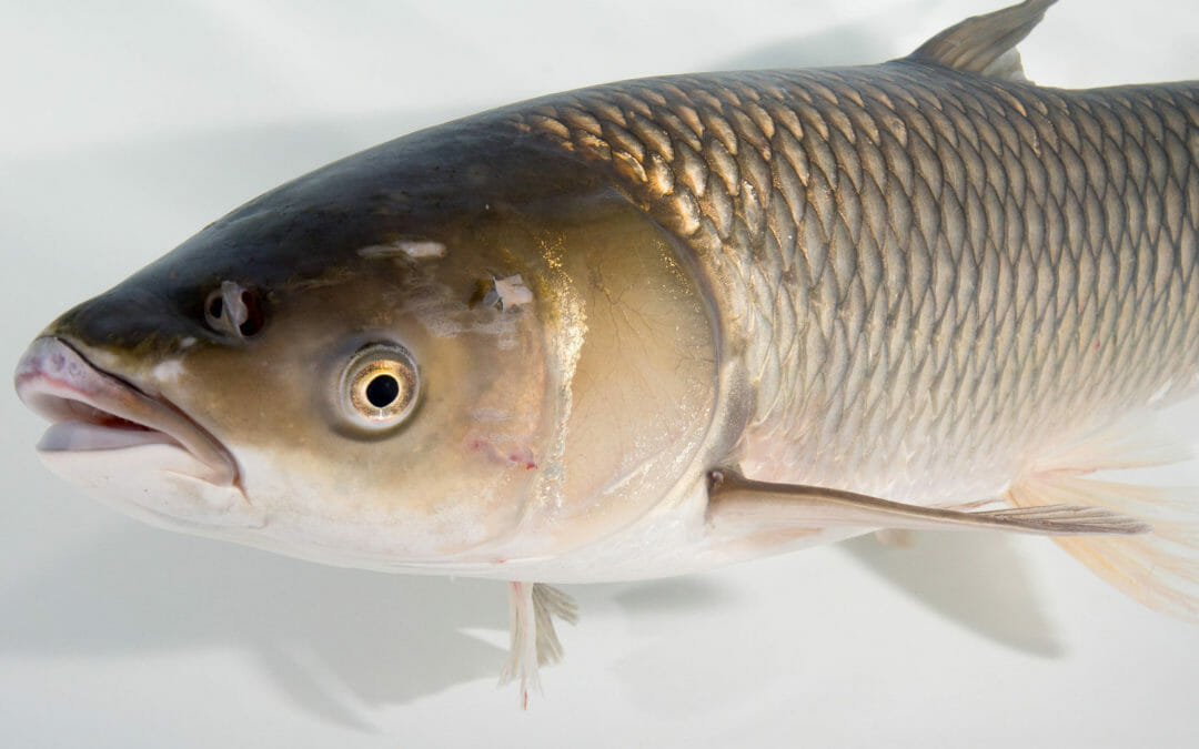 Army Corps approves plan to block Asian carp from Great Lakes