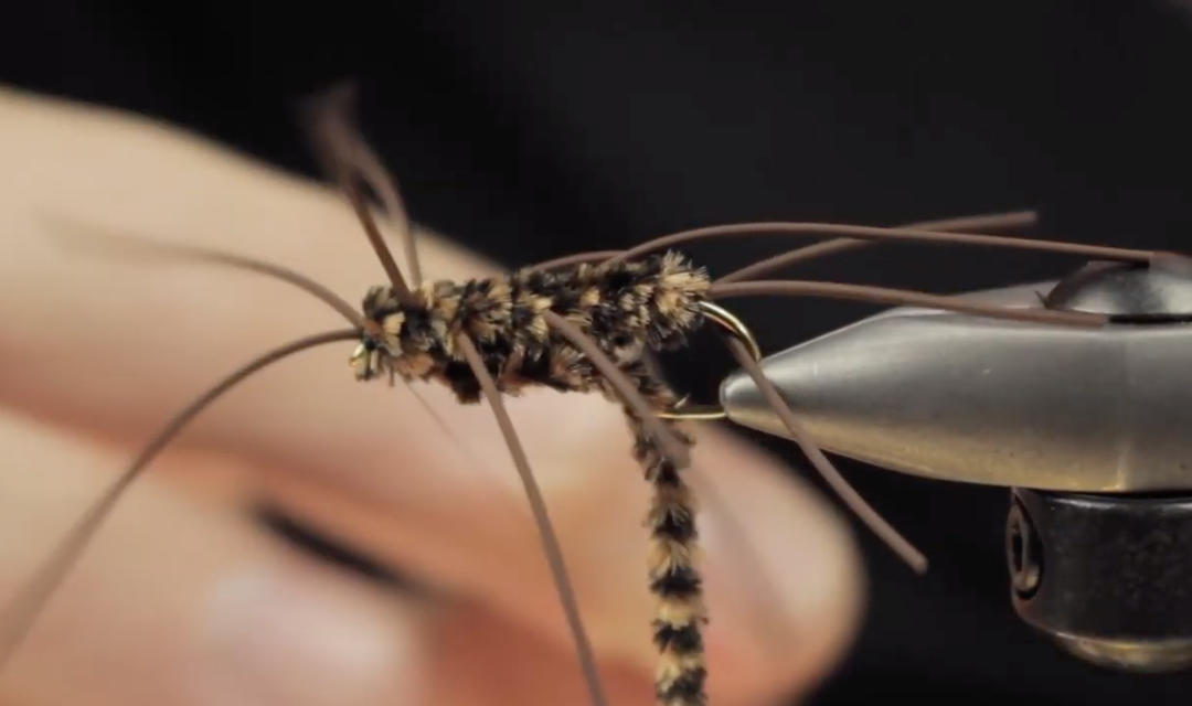 The Girdle Bug