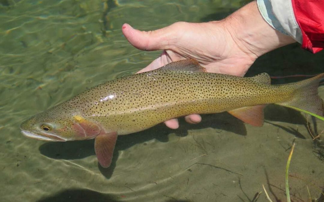 Politics and the fishing media