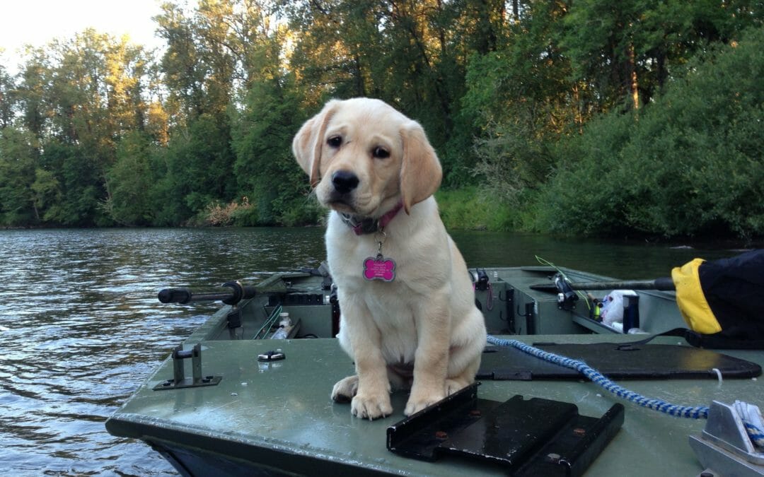Water dog