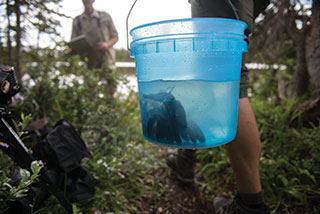 Greenback Cutthroat