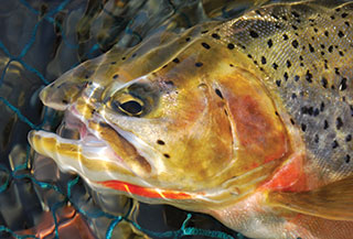 Westslope Cutthroat