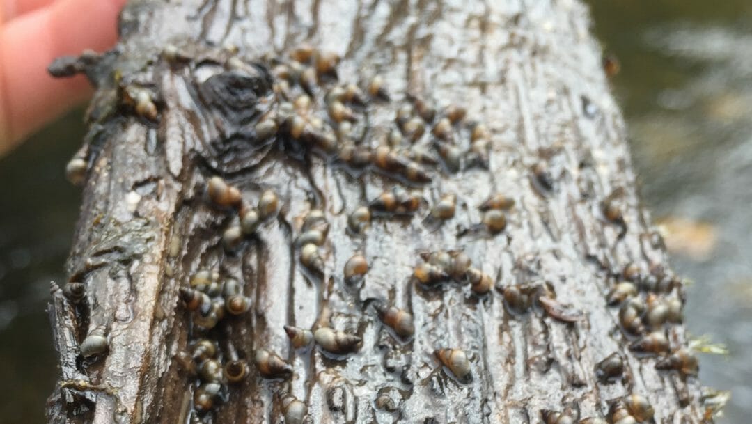 New Zealand Mud Snails In Michigan Trout Streams Trout Unlimited