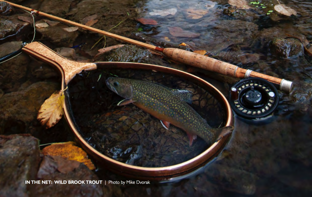 A native brook trout rests in the net in a Driftless Area stream.