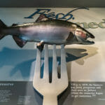 almon on a fork illustrating the canning business. Photo: Matteo Moretti