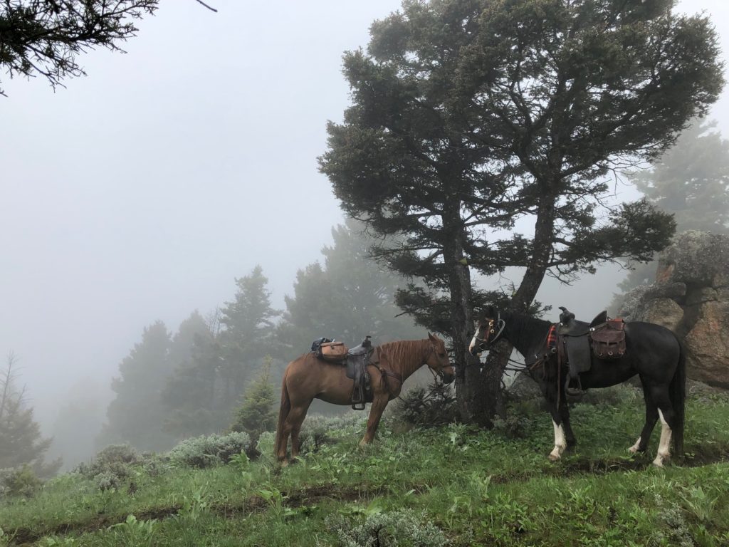 Two horses stand amid mountain fog in Montana. 