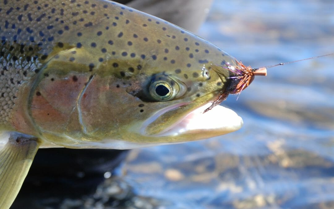 Skating flies for summer steelhead