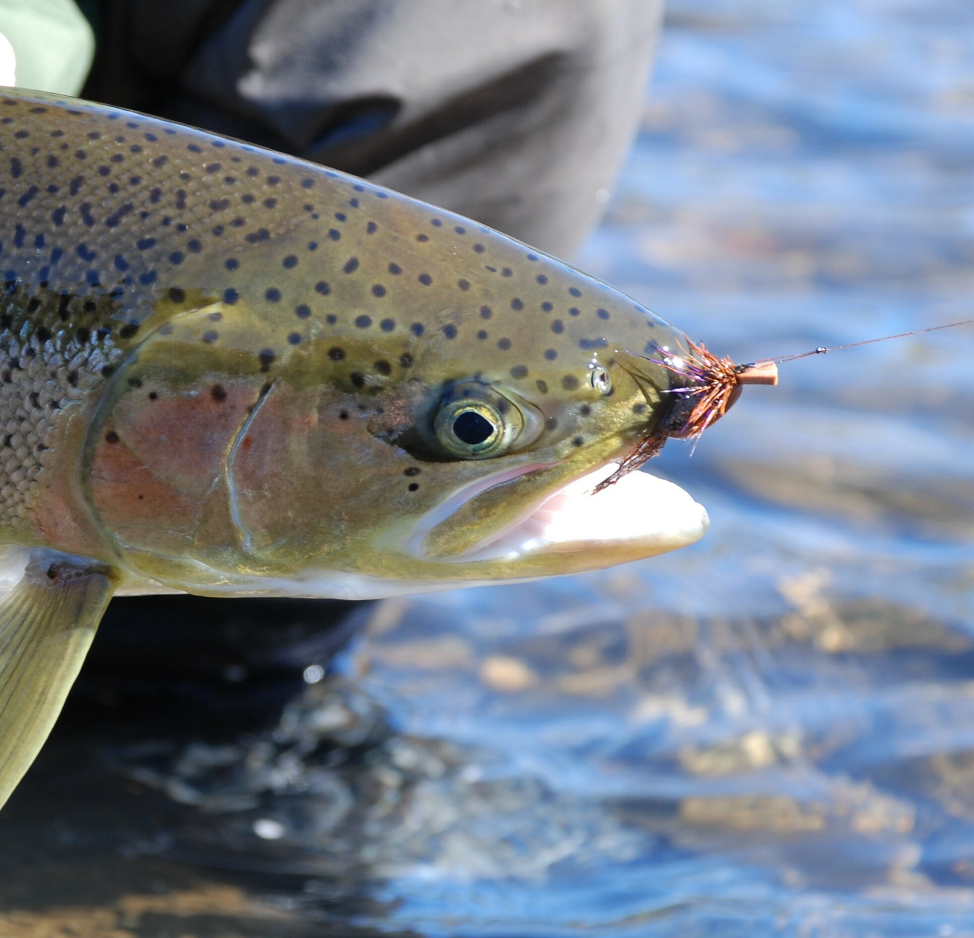 Fly Selection - Steelhead Summer Run