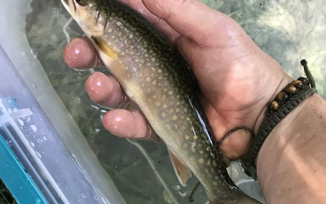 Pennsylvania protects 70 new stream sections