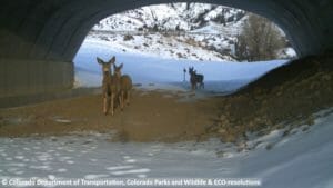Mule deer pass under State Highway 9 safely