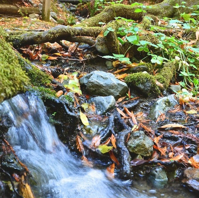TU partner boosts flow for Russian River coho and steelhead