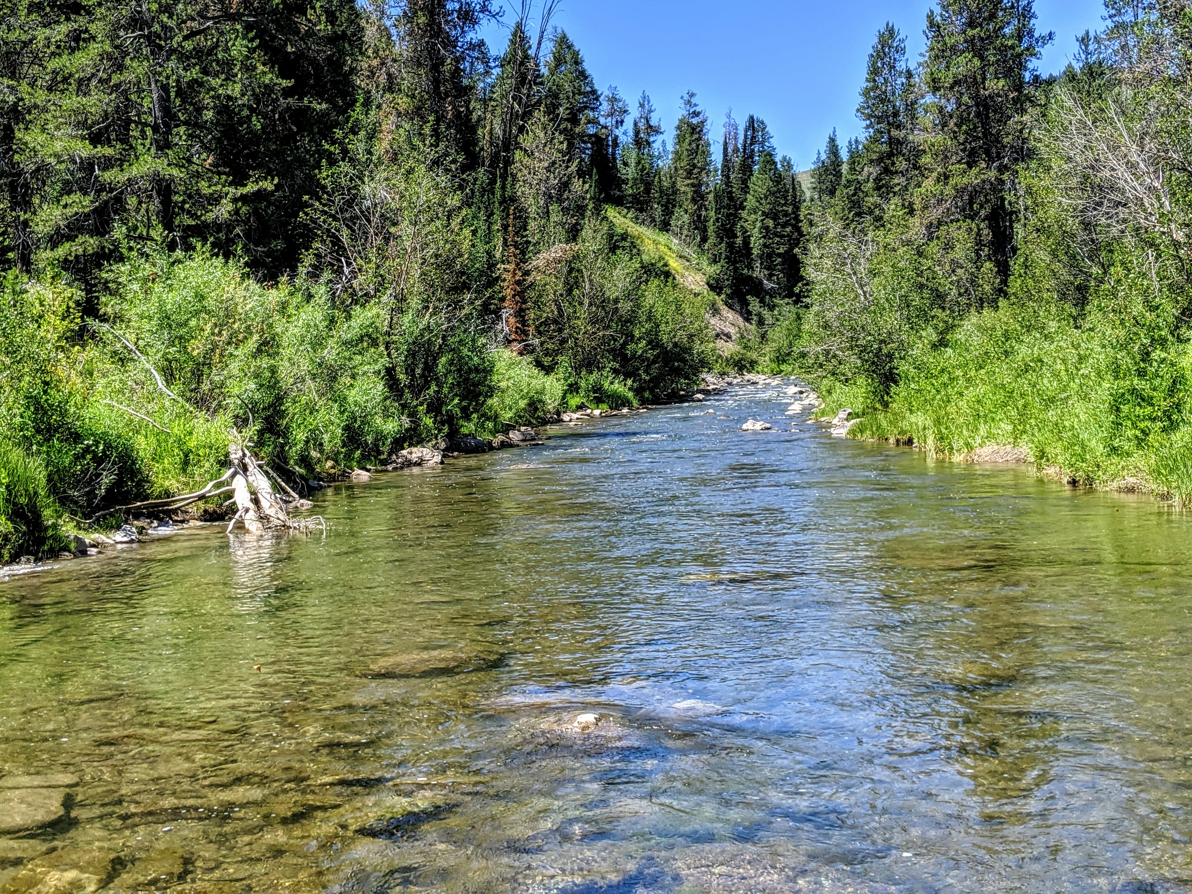 A scenic shot of a trout stream.