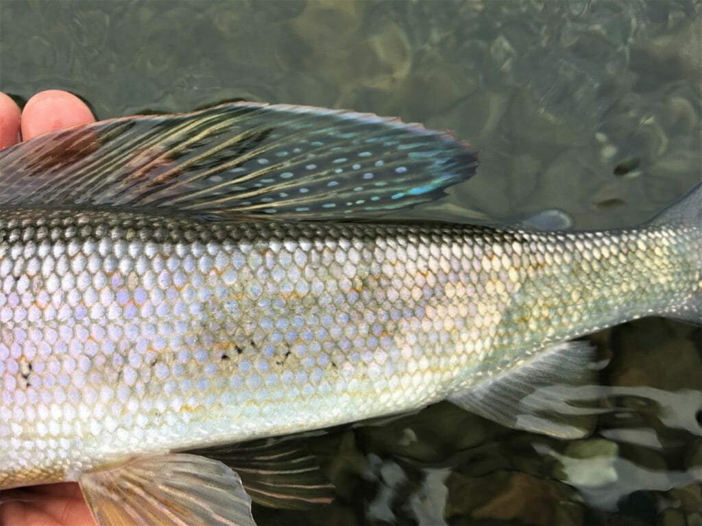 The Arctic Grayling rainbow. 